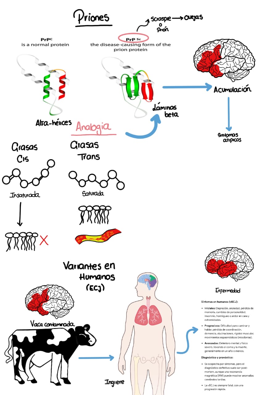 Analogía de los priones con las grasas